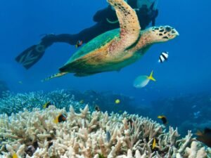 Combo Pack (Per Person) Scuba Diving at  Turtle Beach