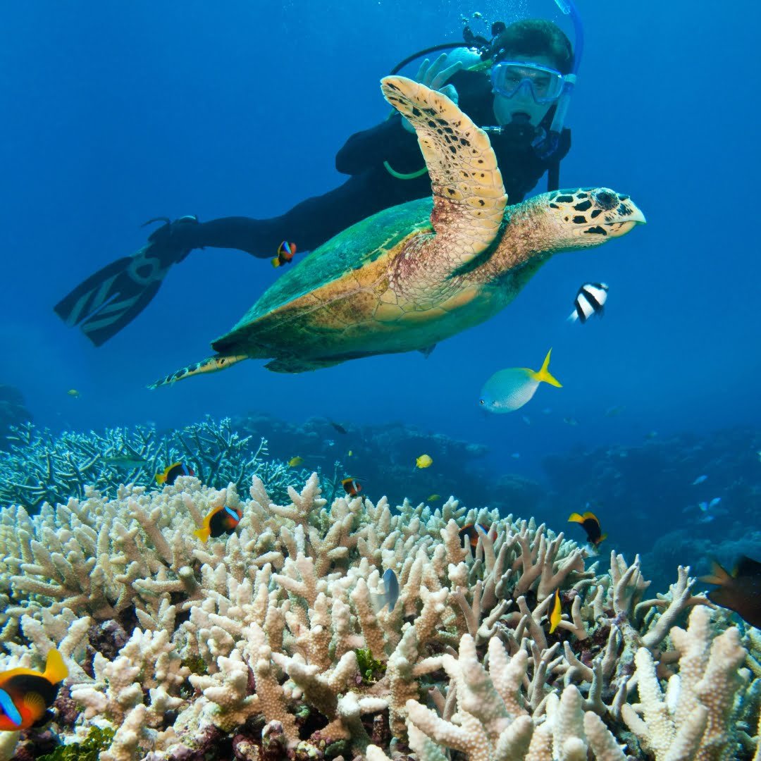 Combo Pack (Per Person) Scuba Diving at Turtle Beach