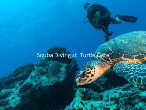 Combo Pack (Per Person) Scuba Diving at  Turtle Gate