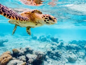 Combo Pack (Per Person) Snorekeling at  Turtle Beach