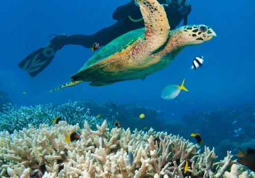 Combo Pack (Per Person) Scuba Diving at  Turtle Beach