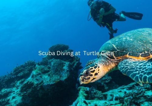 Combo Pack (Per Person) Scuba Diving at  Turtle Gate