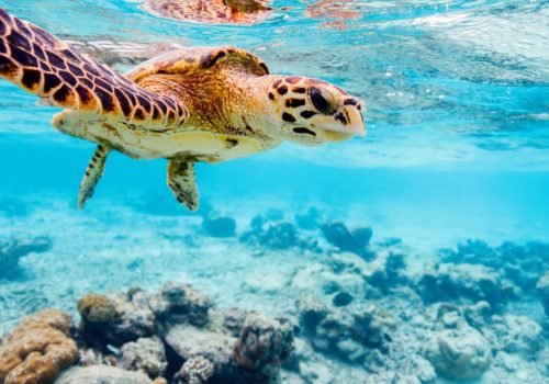 Combo Pack (Per Person) Snorekeling at  Turtle Beach